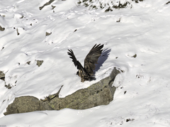 Gypaetus barbatus barbatus