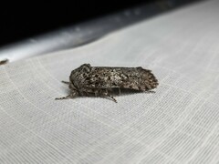 Cryptophasa irrorata