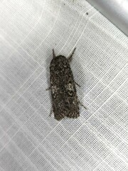 Cryptophasa irrorata