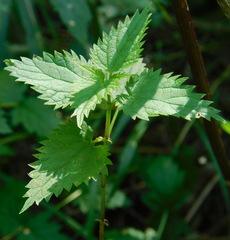 Urtica galeopsifolia