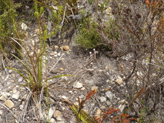 Pelargonium pinnatum