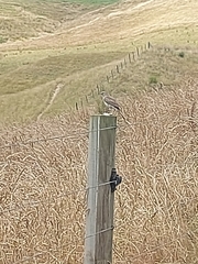 Anthus novaeseelandiae