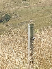 Anthus novaeseelandiae