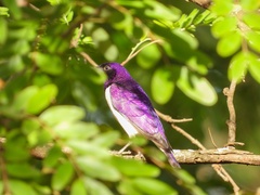 Cinnyricinclus leucogaster