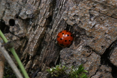 Harmonia dimidiata