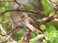 Cinnyricinclus leucogaster