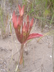 Brunsvigia orientalis