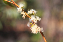 Eucalyptus leptophylla