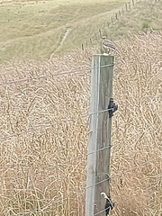 Anthus novaeseelandiae