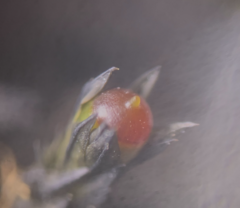 Schistidium rivulare