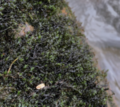 Schistidium rivulare