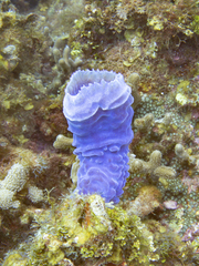 Callyspongia plicifera