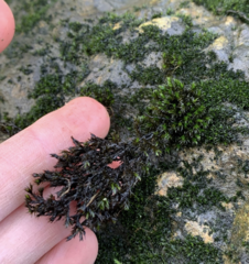 Schistidium rivulare