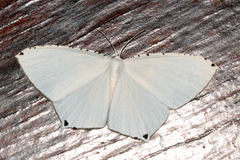 Stesichora quadripunctata