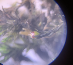 Schistidium rivulare