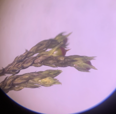 Schistidium rivulare