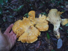 Cantharellus cascadensis