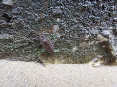 Ligia exotica