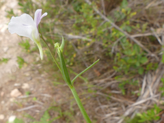 Nemesia diffusa