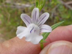 Nemesia diffusa