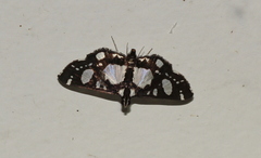 Glyphodes conjunctalis