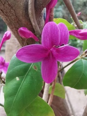 Pseuderanthemum laxiflorum