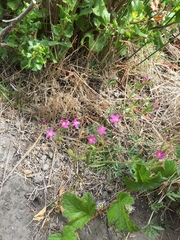 Zeltnera muehlenbergii