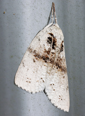 Mochlotona phasmatias