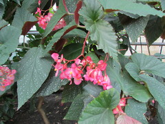 Begonia coccinea