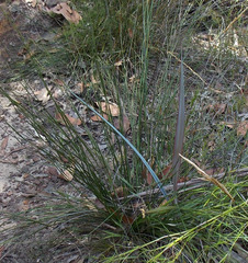 Dianella prunina