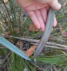 Dianella prunina
