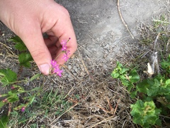 Zeltnera muehlenbergii