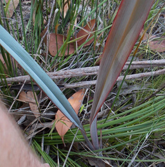 Dianella prunina