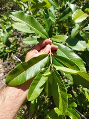 Ozoroa obovata elliptica