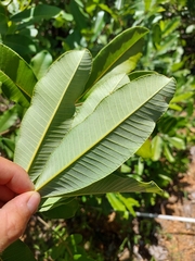 Ozoroa obovata elliptica