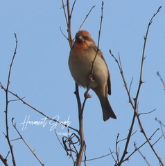 Carpodacus erythrinus