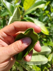 Ozoroa obovata elliptica