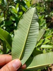 Ozoroa obovata elliptica