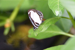 Psychonotis caelius