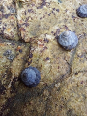 Bembicium auratum