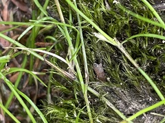 Schoenus maschalinus