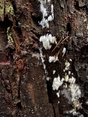 Mucronella bresadolae