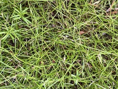 Schoenus maschalinus