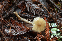 Lyophyllaceae