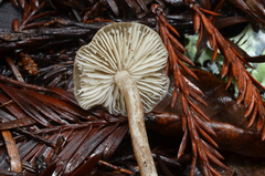 Lyophyllaceae