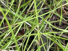 Schoenus maschalinus