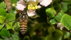 Apis cerana indica