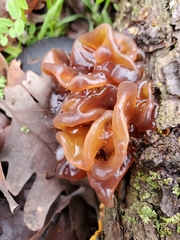 Phaeotremella foliacea