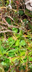 Diplaspis nivis