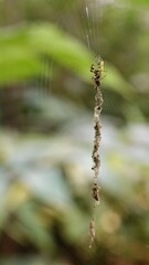 Cyclosa